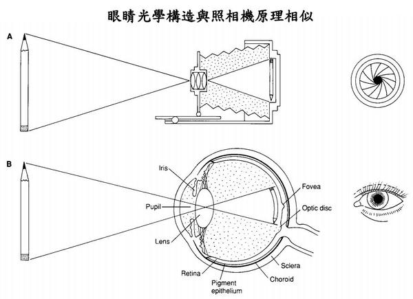所以: 现实中的物体如果在 左下方,则视网膜上成像在 右上方,最后又