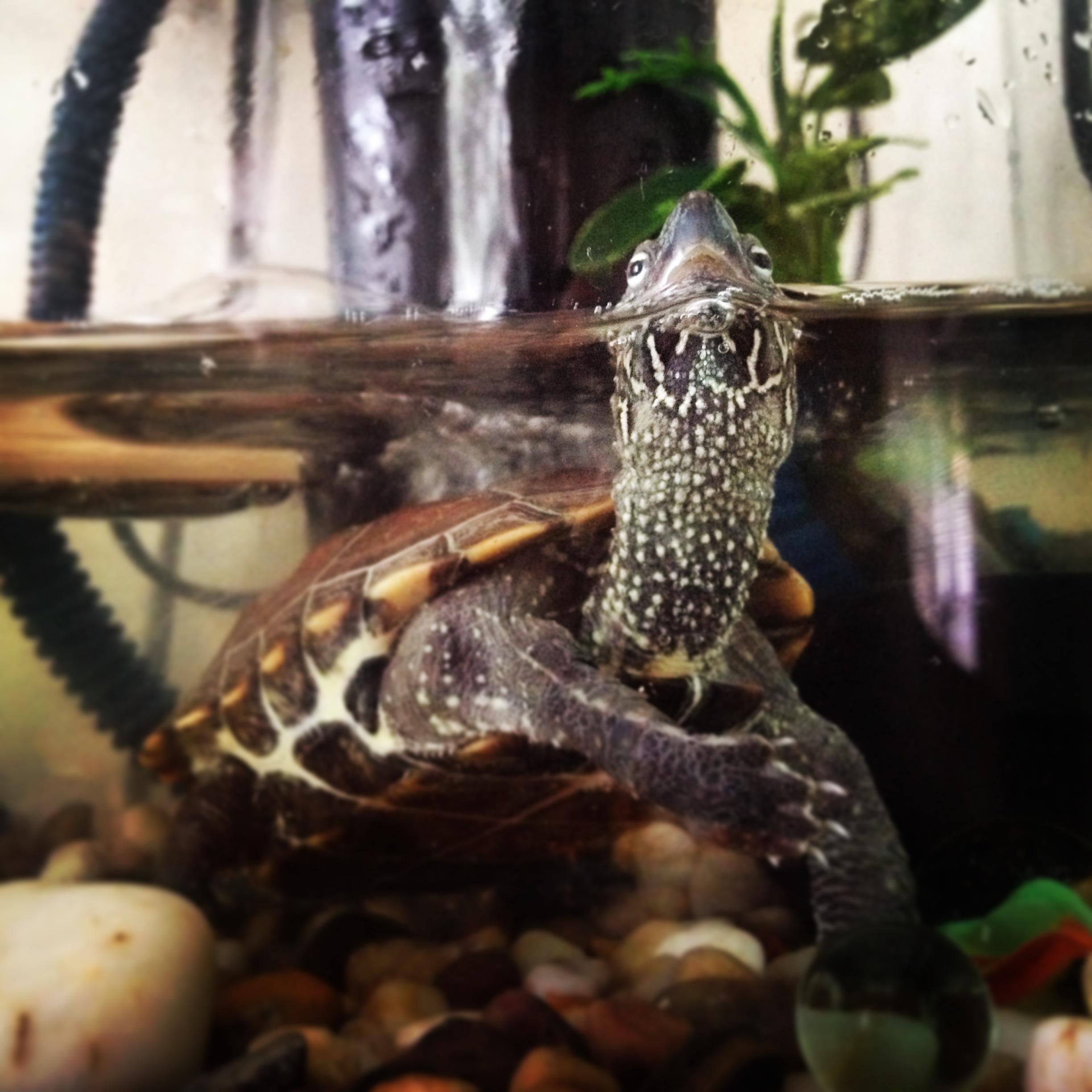 关于怎样养好小草龟的提问? - 知乎