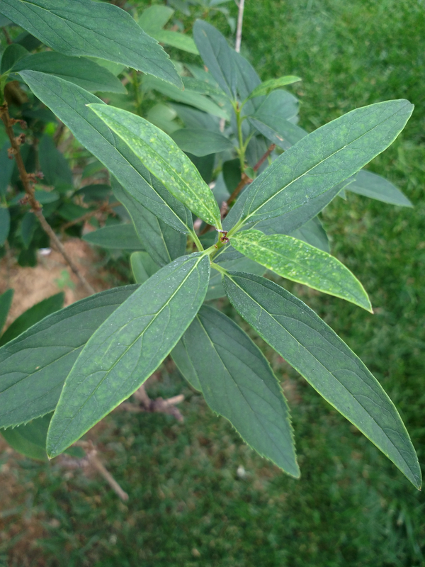 请问连翘和迎春哪个是三小叶植物,三小叶和三出复叶的