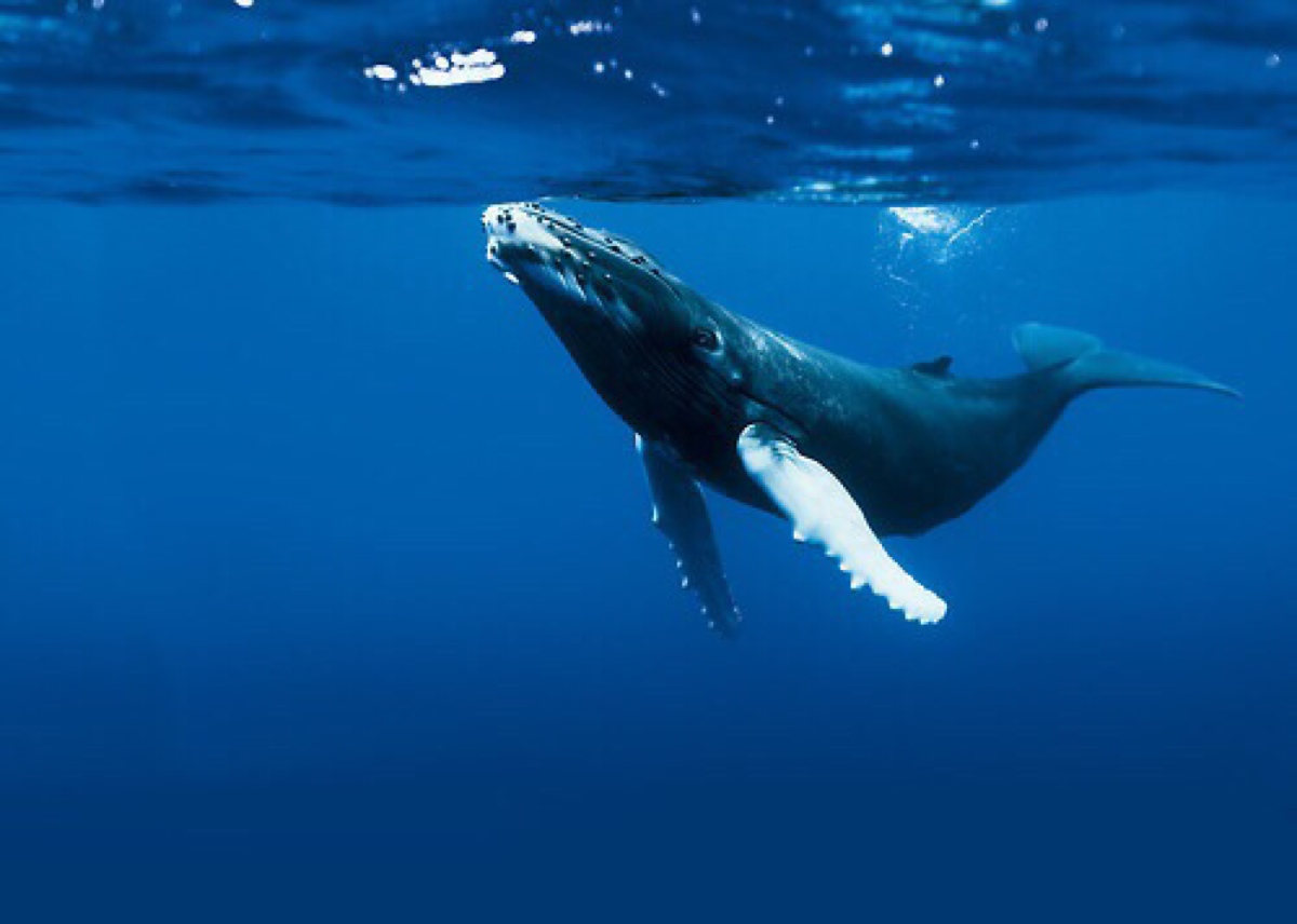 正在进食的布氏鲸,可以看到大嘴吞了许多海水,然后通过鲸须过滤掉海水