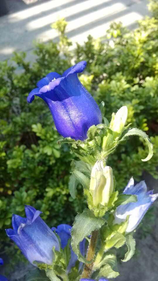 有哪些花是天蓝色的?