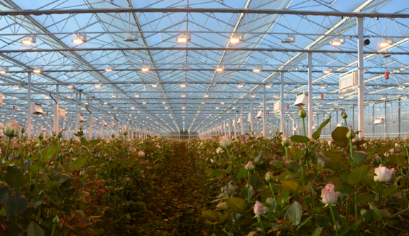 荷兰的花卉产业为什么这么发达?优势体现在哪