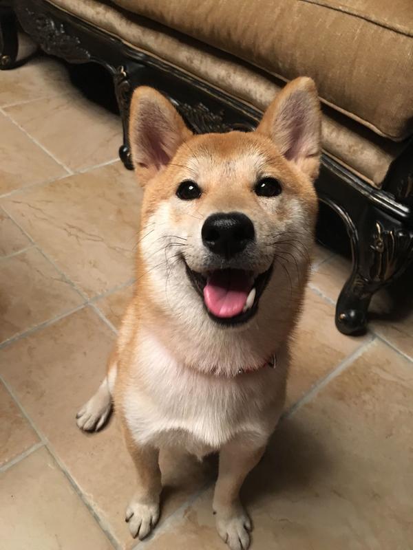 中华田园犬,柴犬和秋田犬的区别是什么?