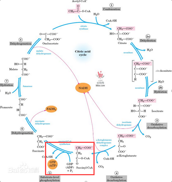 葡萄糖氧化产生的能量是如何令adp转换为atp的?