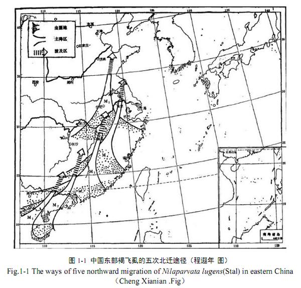 大量的动物（哺乳类，鸟类，鱼类，昆虫类）同时迁徙或者统一运动，是怎么组织起来的？插图