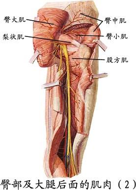 但由于臀中肌是深层肌肉,外部很难见到,实际看来是这样的.