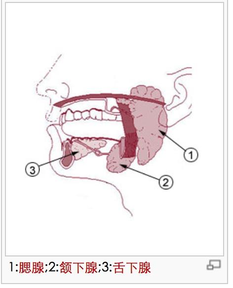 具体解释 唾液腺_百度百科