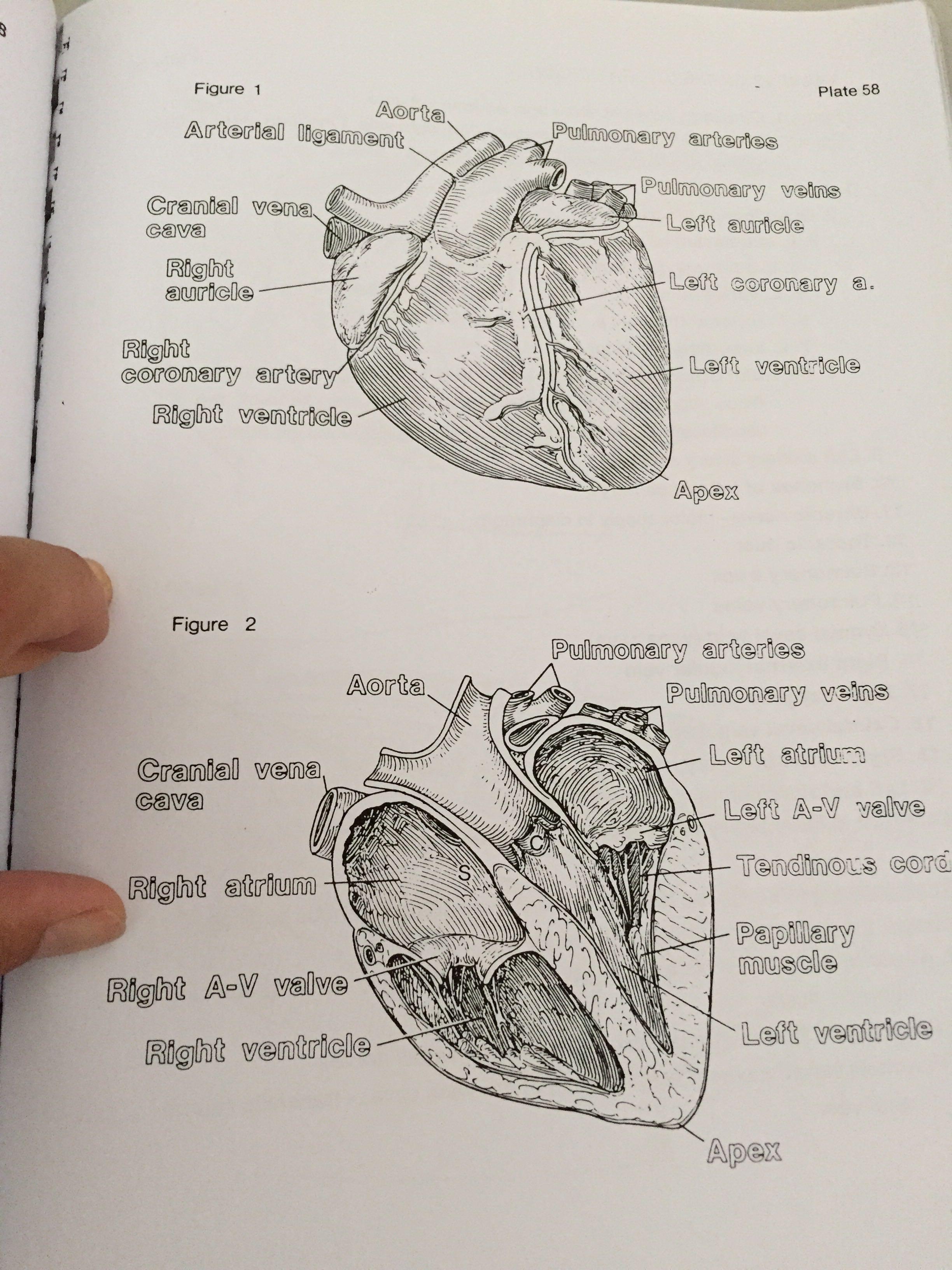我解剖的温血马的心脏大概都有足球大小.
