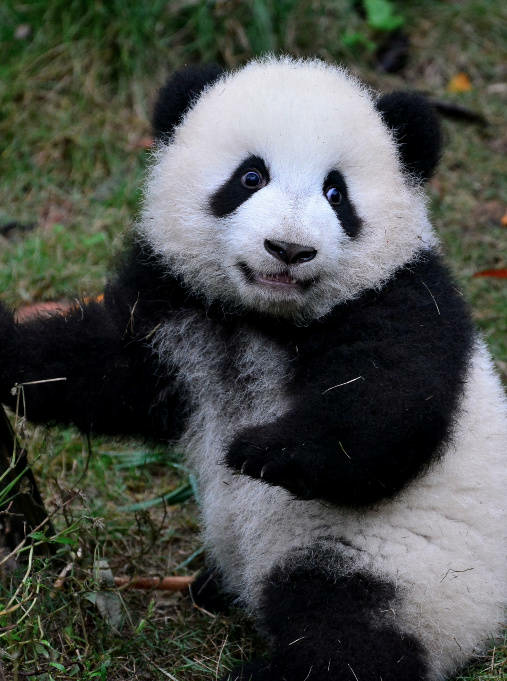 你有哪些收藏来反复看的大熊猫 (giant panda) 的图片