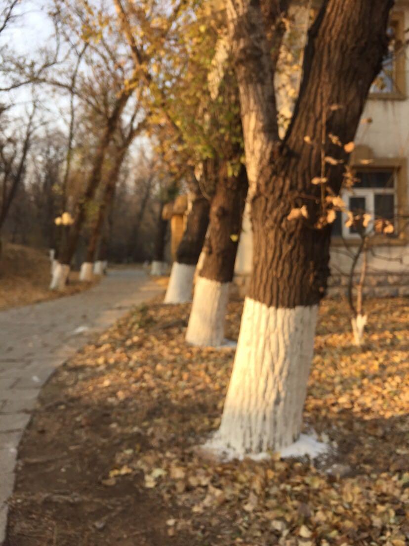 iPhone6plus为什么照相模糊!? - 轩辕阿布酱的