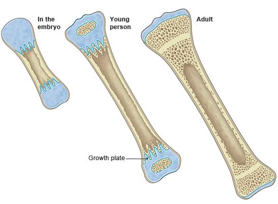在骨髓腔里,另外一支小分队"破骨细胞"不断的破坏和吸收骨质,使骨髓腔
