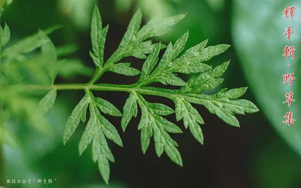 野草集艾草