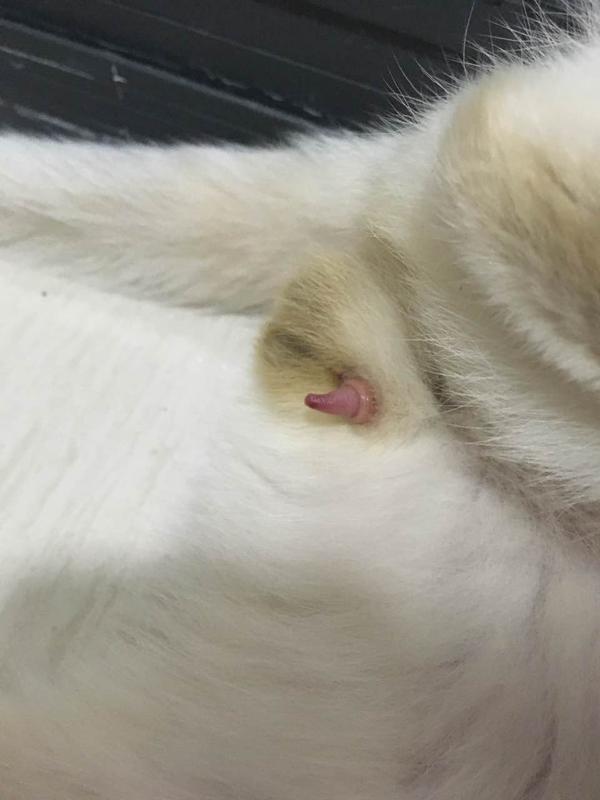 猫在交配时的快感和人有什么不同?