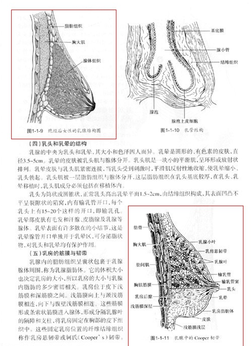 科普:简述乳房的一生(下)