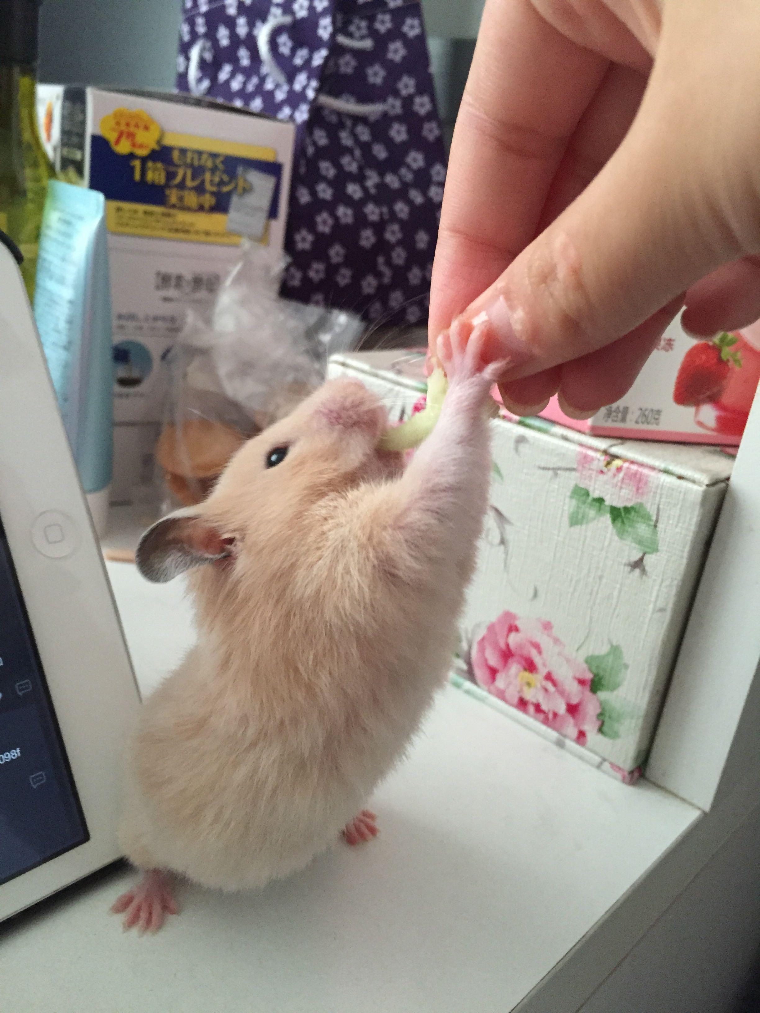 如何让仓鼠乖乖躺手.? - 肖菲肥的回答 - 知乎
