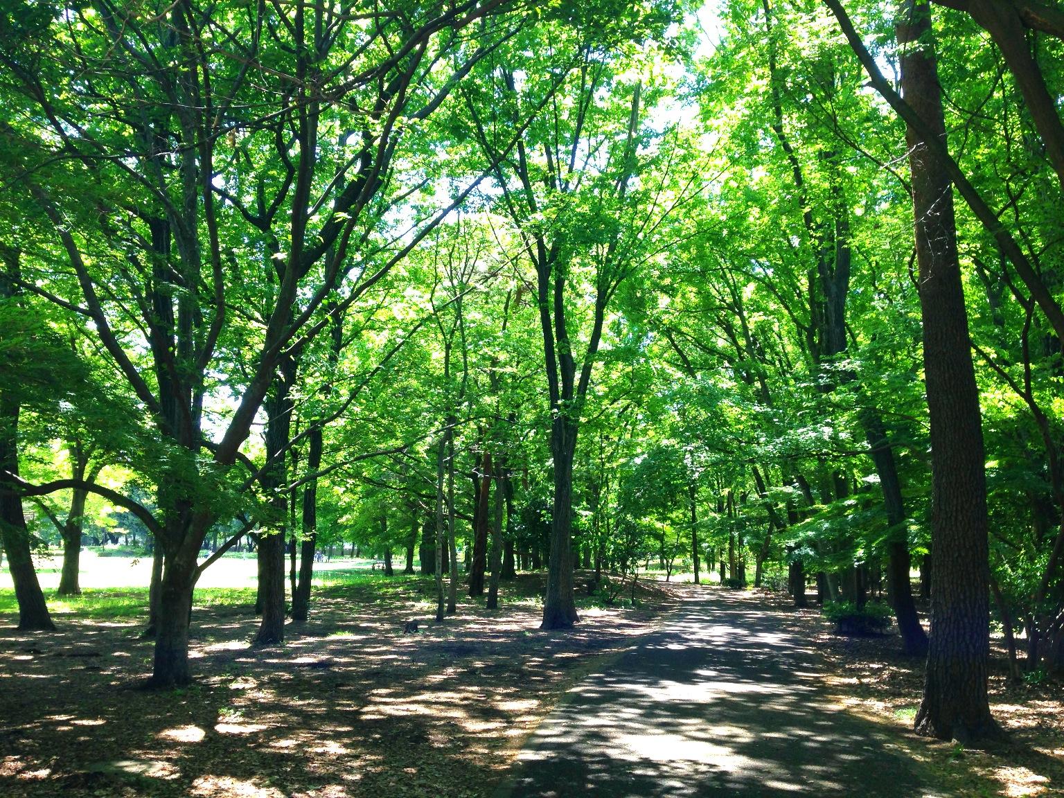 在东京生活是怎样的一番体验? - 知乎用户的回