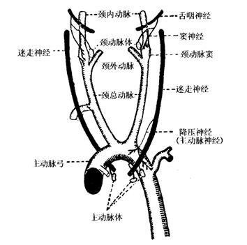 颈动脉窦是什么?多大压迫可致死?