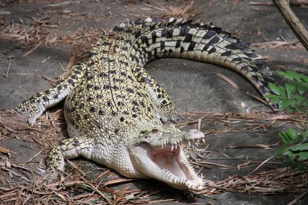 湾鳄 crocodylus porosus,不确定是否出现.