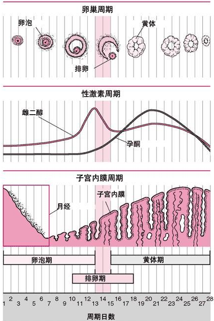 以月经来潮那天作为新月经周期的第一天,周期前几天的月经来潮的出血