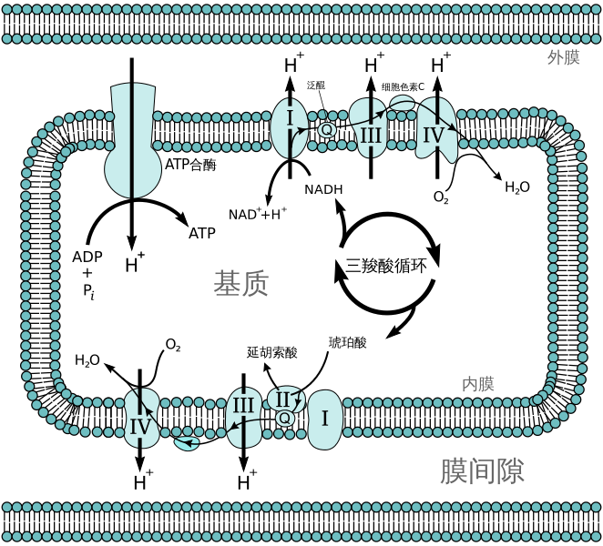 电子传递H2O质子梯度•氧化磷酸化