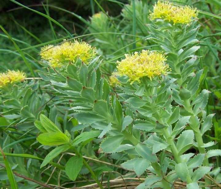 徐长卿紫萱龙葵(红)景天(蓝)花楹重楼 没错 这是 仙剑奇侠传