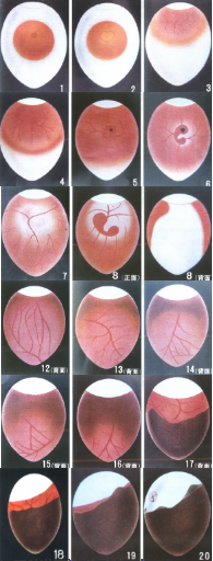 鸡胚胎的发育及孵化期的注意事项--天惠农
