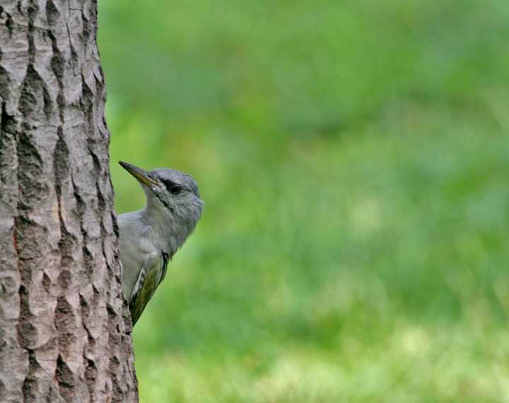 灰头绿啄木鸟 picus canus