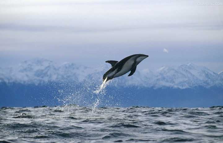 这头暗色斑纹海豚完全跃出水面,这样身上就没有什么水分可以用来制造