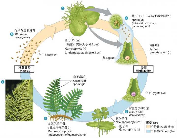 (蕨类植物生活史)