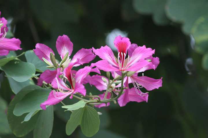 香港所说的紫荆花学名为 红花羊蹄甲  bauhinia blakeana,常绿乔木,花