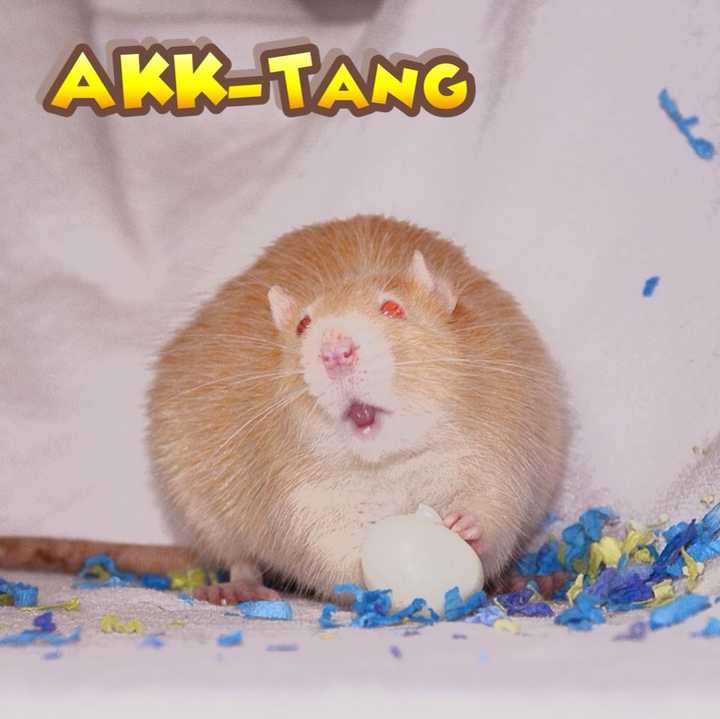 应该怎么养花枝鼠呢?