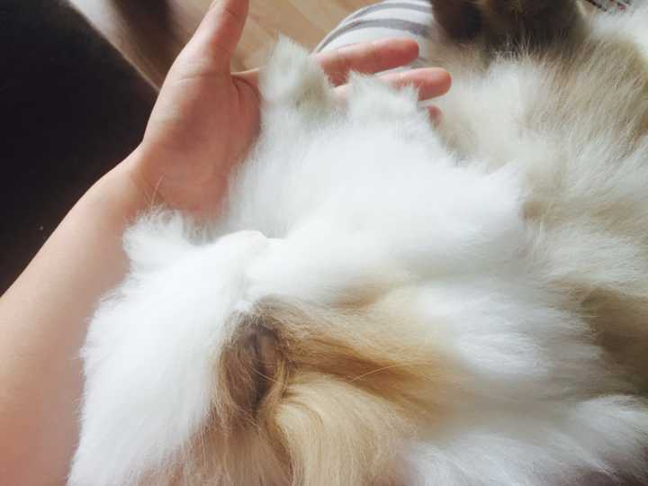 仓鼠,荷兰猪与老虎的繁体比较?兔子的虎字智商怎么写图片