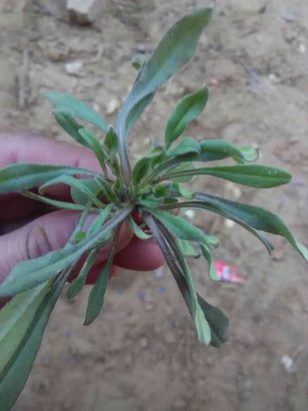 还有和毛妮菜非常像的面条菜