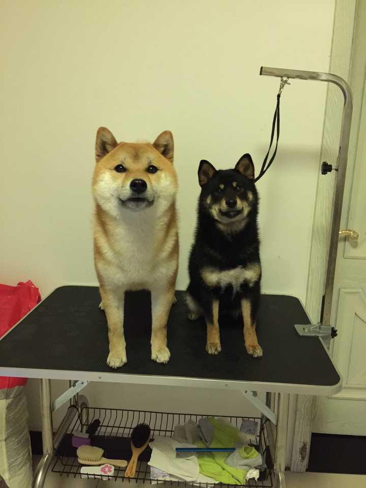 养柴犬是种怎样的体验