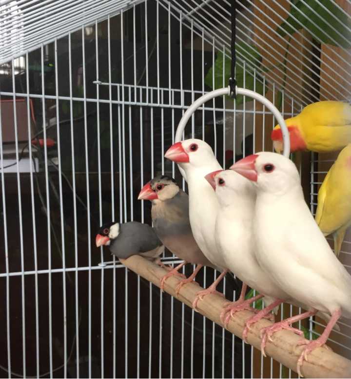 如何更好的养文鸟?