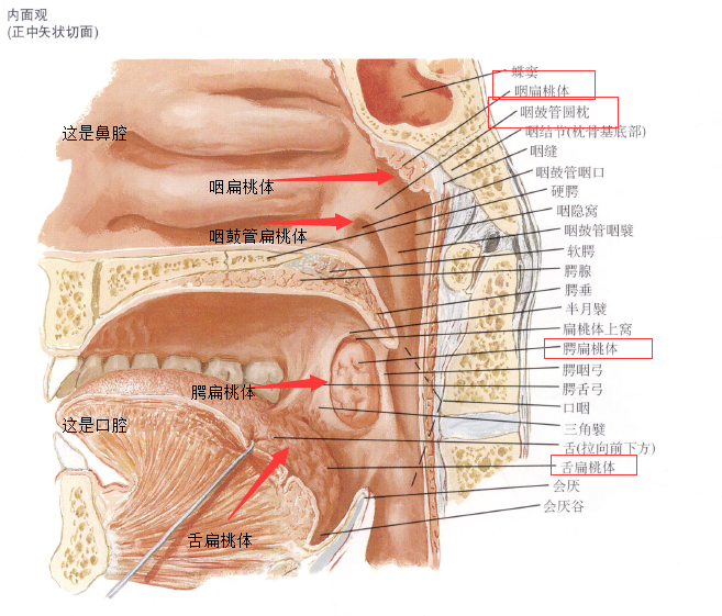 这是舌头的解剖图,我们可以直观地看到腭扁桃体所在的部位和舌扁桃体