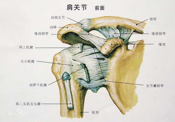 如何在练三角肌的时候不过分练到斜方肌和脖子?