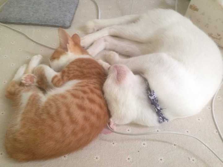 家里猫最惹你喜爱的时候是什么时候?