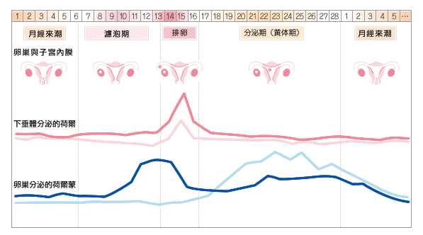 一个研究气味在整个月经周期中可能出现的变化进行调查.