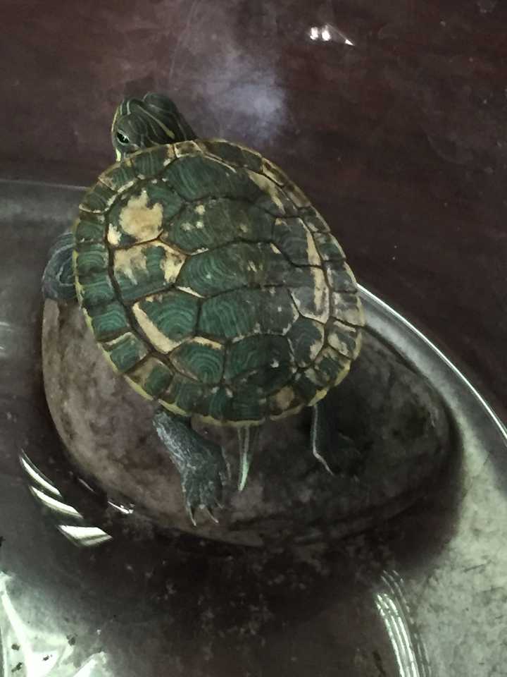 我的乌龟壳变白是怎么回事