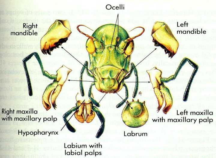 蟑螂是咀嚼式口器,勉强能咬下一块皮,但真咬不出针孔.