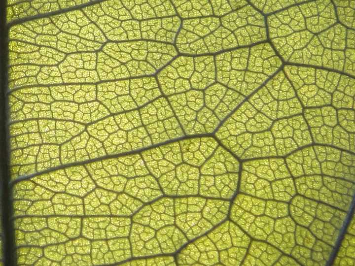 对一片树叶拍照,放大后能看到植物细胞吗?