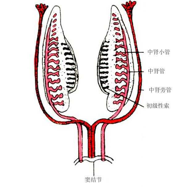 这个解释起来比较复杂,在胚胎期第6周,睾丸始基自中胚层原始生殖嵴