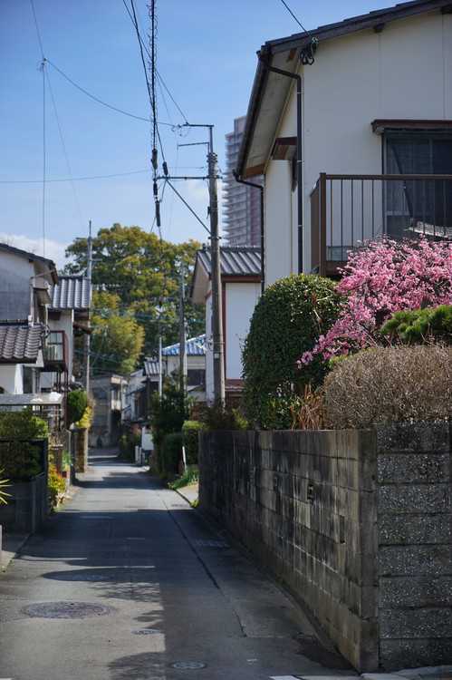 日本的风景到底有多美?