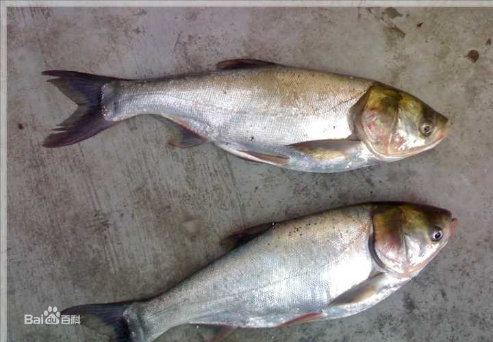 滤食性鱼,生长速度快,价格低廉; 肉质和草鱼很像,比较面