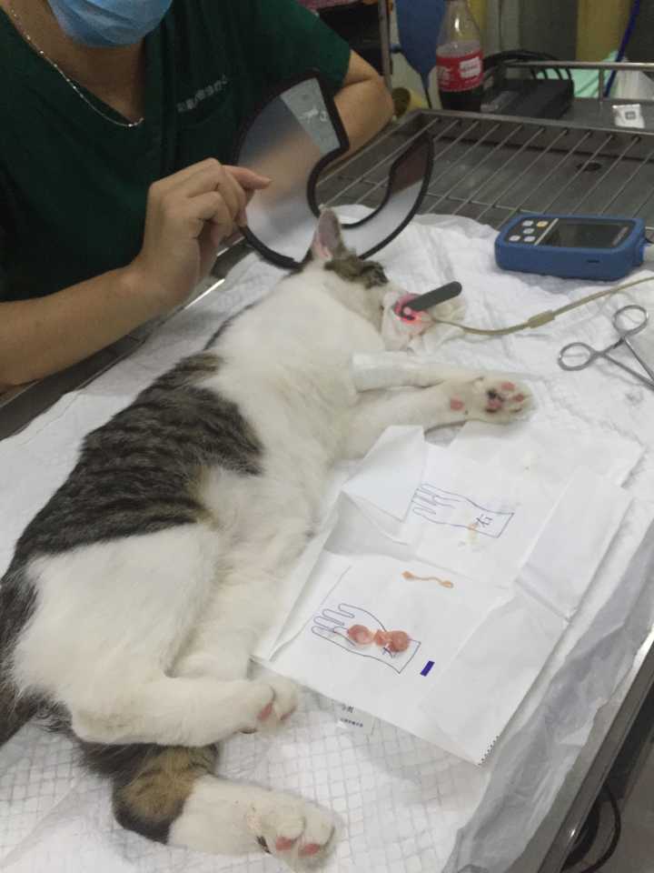 绝育完了医生盛情邀请我去看他的蛋蛋.没错.就是纸上那两个.