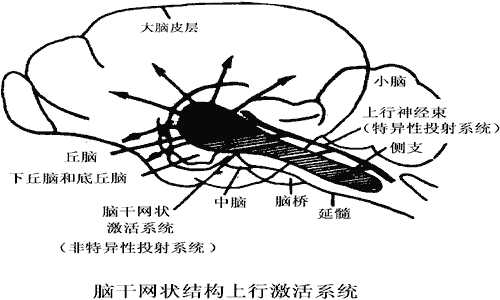 注意:丘脑是中转站,对感觉进行分析,对比,综合(脑干网状结构(图