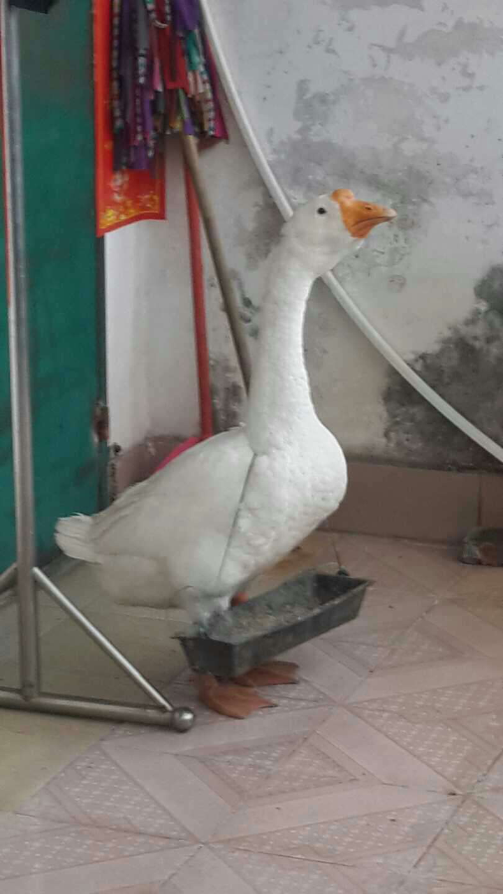 鹅为什么那么凶不怕人,鹅的战斗力有多强?