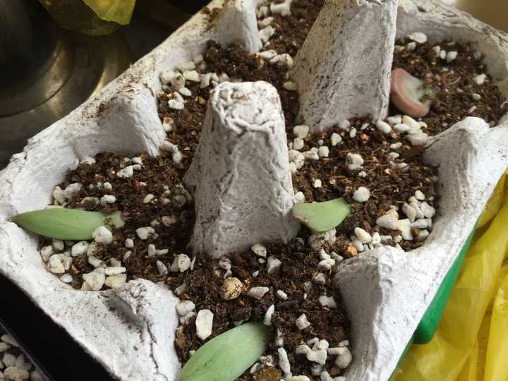 多肉叶插生长点有点黑了还能出吗?