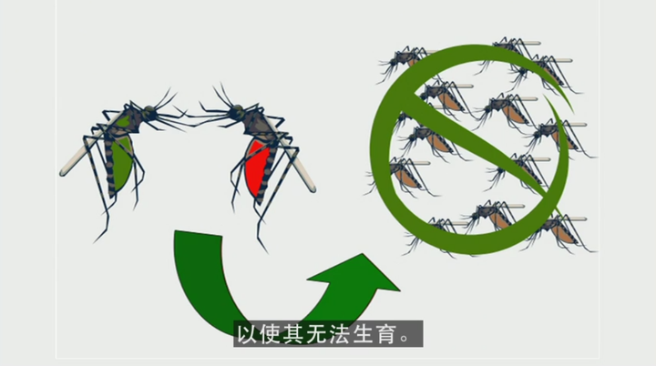 消灭苍蝇 蚊子 从预防传染病的角度来看 是为了_消灭蚊子_全面消灭蚊子可不可行？专家分析